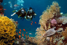 Egypt Adventures - Best Diving Spots in Egypt