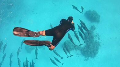 Satayeh-Swim-With-Dolphins-Marsa-Alam-Egypt-Adventures